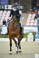 Vente de cheval : Hongre - BWP - 15 ans - Dressage / CDI YR - France